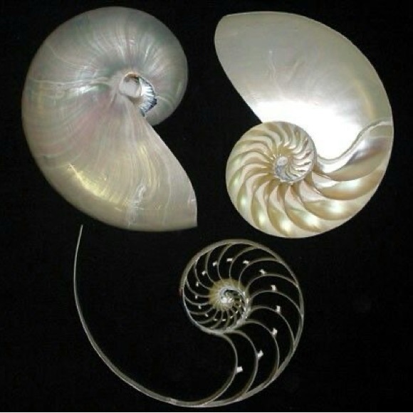 Meet your Posher, Kale - Picture 1 of 1